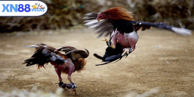 Đá gà cựa sắt được biết đến là một thể loại thi đấu uy tín và an toàn