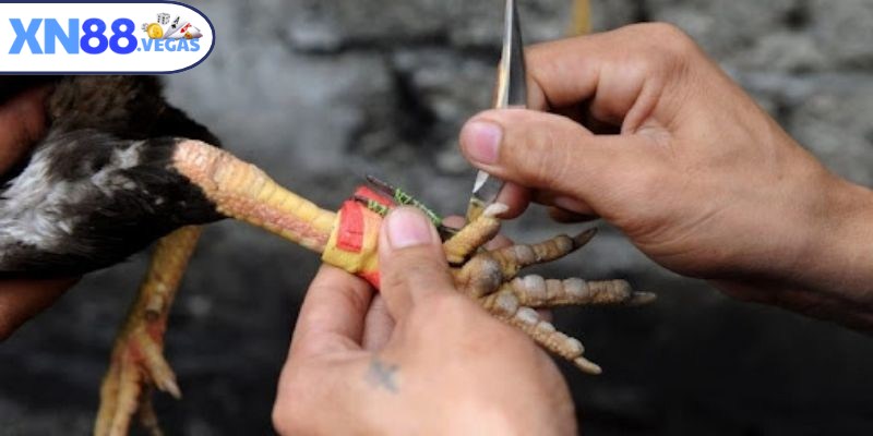 Hệ thống kèo cược đá gà mang đến trải nghiệm hồi hộp, kịch tính