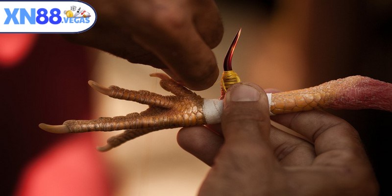 Tìm hiểu kỹ về cách tổ chức trận đấu, các loại kèo cược chọi kê