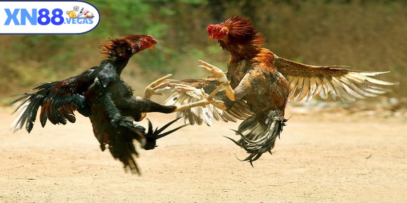 Đá gà đòn là điểm đến lý tưởng cho kê thủ trong thời đại cá cược mới