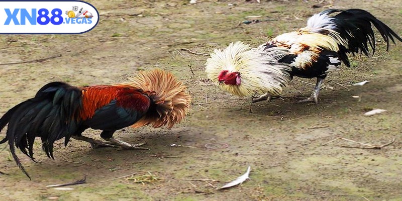 Gà đòn Quân lực là dòng gà đá đặc biệt nổi bật với sức mạnh lớn