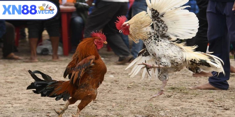 Cả hai chiến kê tham gia phải có trọng lượng theo chuẩn quy định