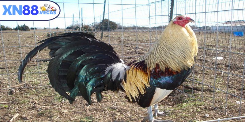 Đá gà Mỹ hiện là lựa chọn phổ biến trong các giải cược lớn