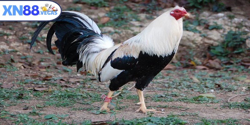 Chiến kê Mỹ luôn thích nghi tốt với nhiều chiến thuật khác nhau