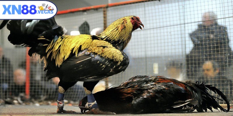 Tránh đặt cược gà theo cảm xúc hay sự hưng phấn theo số động