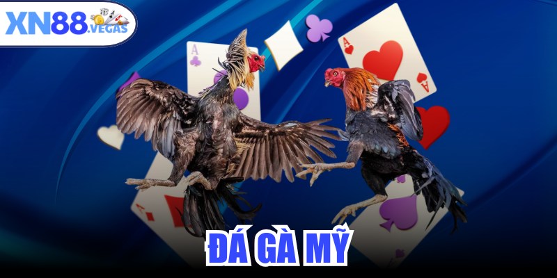 Đá Gà Mỹ