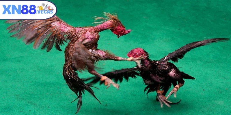 Đá gà Thái là một trong những hình thức giải trí đặc sắc hiện nay