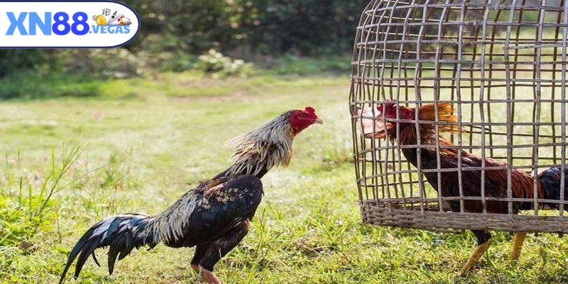 Các chiến kê trong sân chọi Thái nổi bật nhờ sức mạnh vượt trội