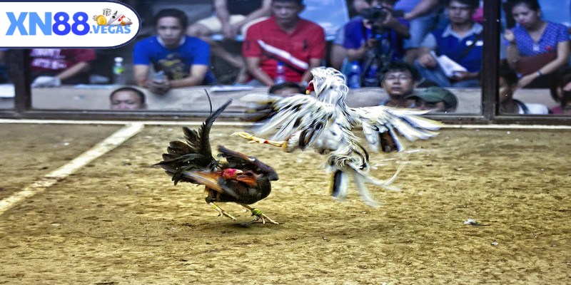 Lắng nghe nhận định, phân tích từ các chuyên gia chọi gà Thái