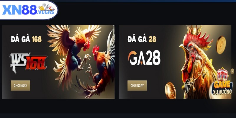 Đá gà XN88 tự hào sở hữu hệ thống giải đấu đa dạng và uy tín