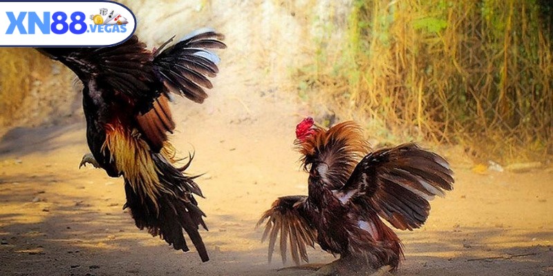 Cung cấp đường link xem trực tiếp chọi kê online và hình ảnh sắc nét